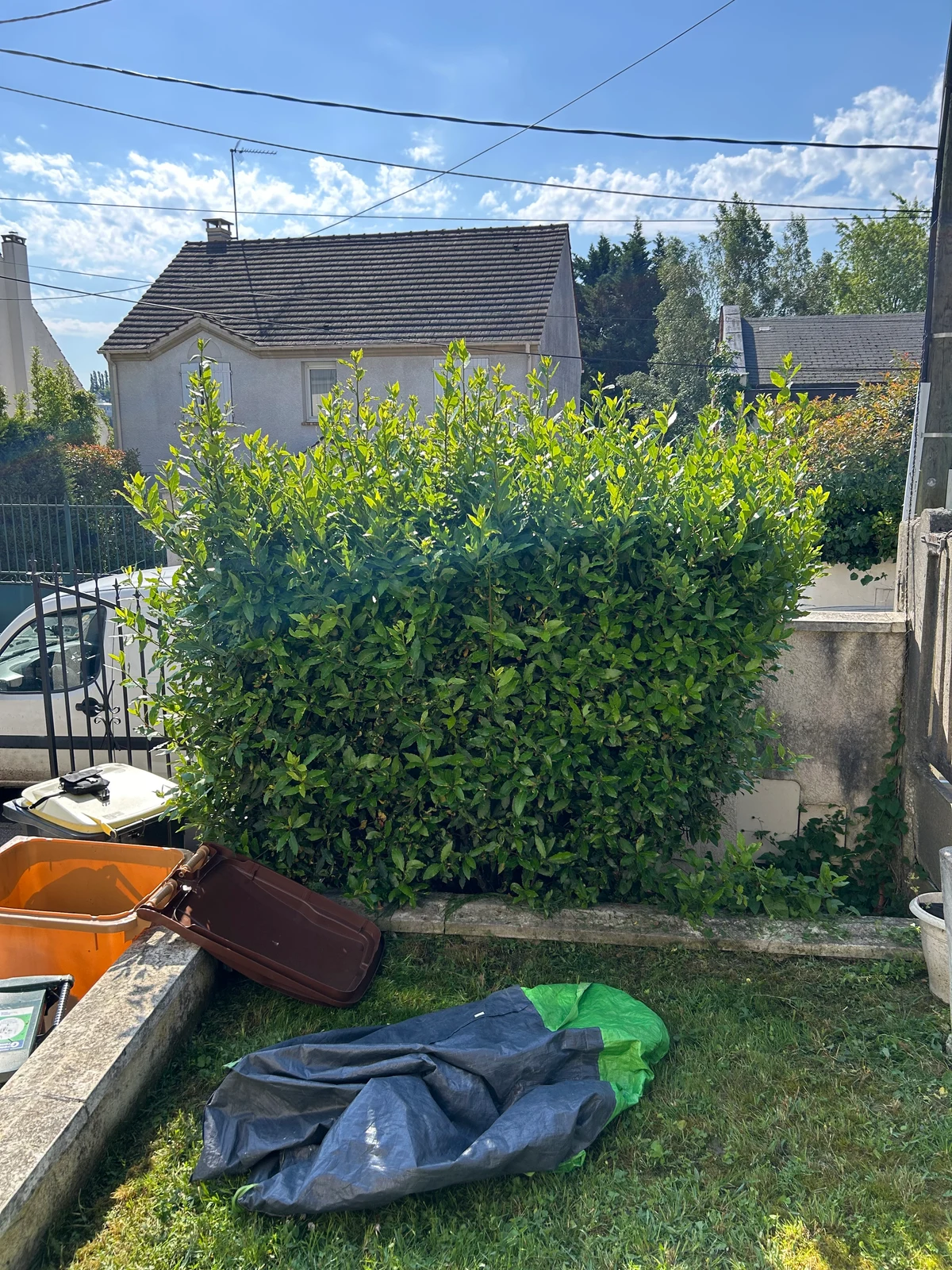 Taille de haie — côté jardin — Avant